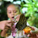A child looks at an iridescent butterfly at the American Natural History Museum in New York.